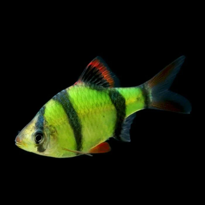 Fluorescent Tiger Barb